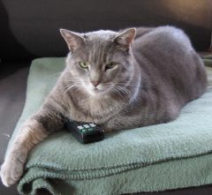 Cat hides remote control Aaron Weber on Flickr Cat hides remote control Aaron Weber on Flickr