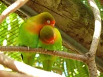 Agapornis fischeri Lovebirds