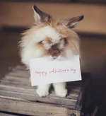 Brown and white biting a valentines day card Helena Lopes