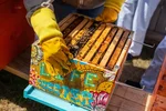 Brown wooden crate with bees Photo by Timothy Paule II