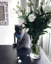 Florathecat Official Via Insta 4 Grande