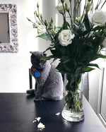 Florathecat Official Via Insta 4 Grande