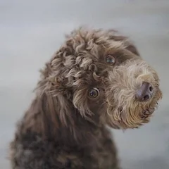 Chessiegirl  Featured Grande