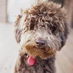 Chessiegirl  Via Insta Grande