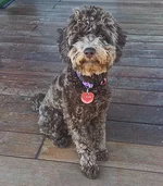 Chessiegirl  Via Insta 2 Grande