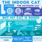 BC SPCA BCSPCA Indoor cat information