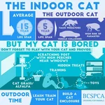 BC SPCA BCSPCA Indoor cat information