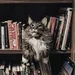 Grey and white long coated cat in middle of book son shelf 156321