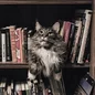 Grey and white long coated cat in middle of book son shelf 156321