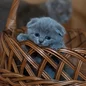 Russian blue kitten on brown woven basket vadim b