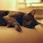 Grey cat sleepy burak k