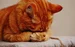 Adorable animal animal world cat 209037