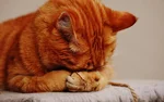 Adorable animal animal world cat 209037