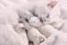 Cat with kittens freestocks org