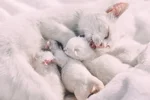 Cat with kittens freestocks org