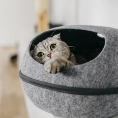 Chipolo pet tracker why do cats hide featured 1