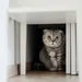 Why is cat hiding chipolo pet finder 2