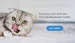 Chipolo cat finder bluetooth