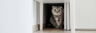 Chipolo pet tracker Hiding Cat Desktop