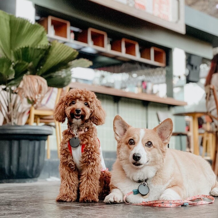 Boni sachi instagram 2