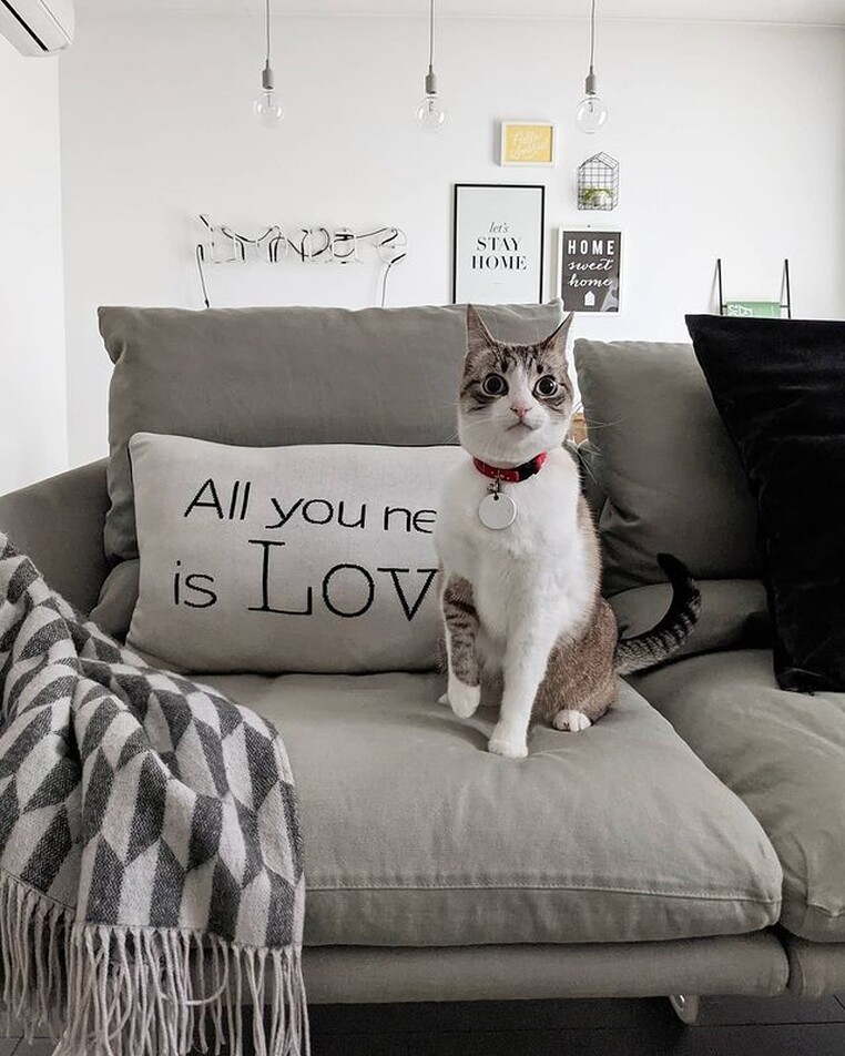 Prugnathecat cat tracking tag instagram 1