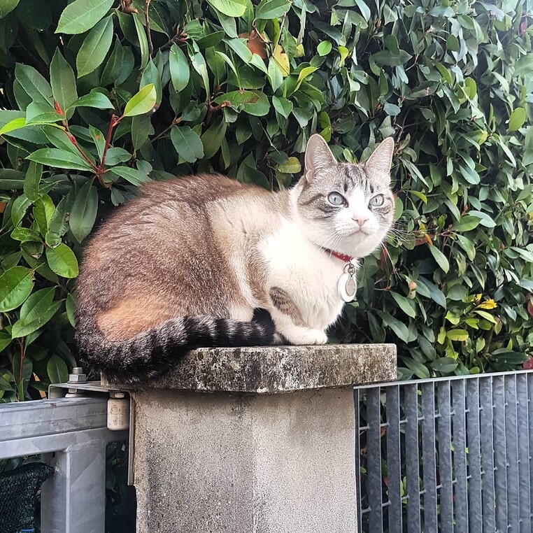 Prugnathecat cat tracking tag instagram 2