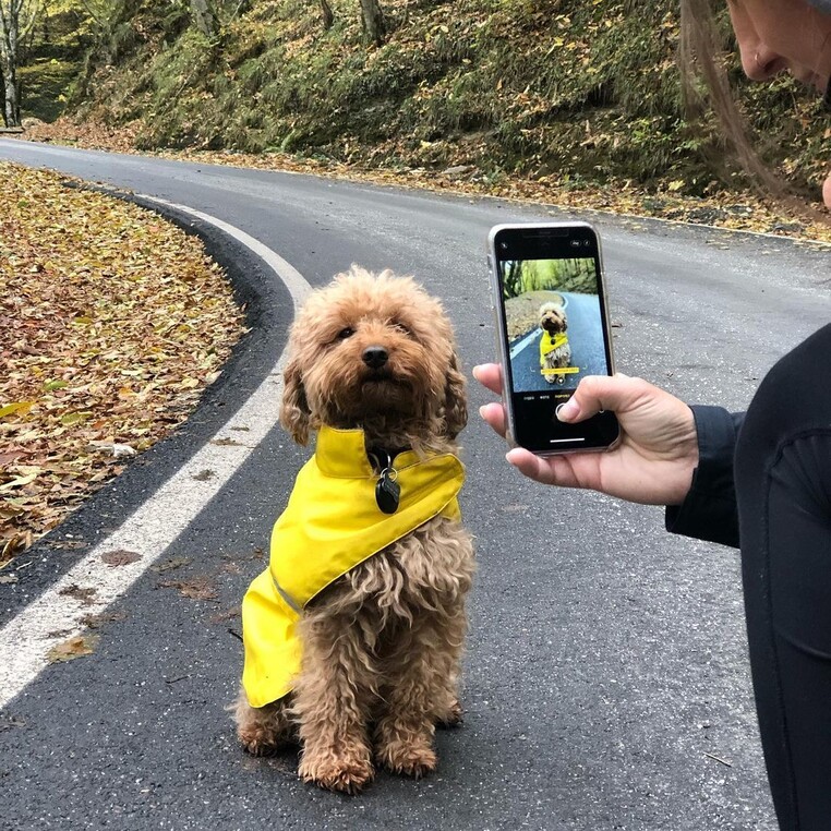 Boston thepoo dog tracking tag 1