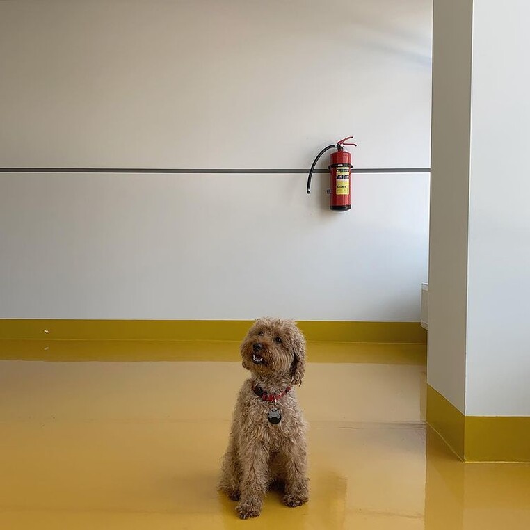 Boston thepoo dog tracking tag 2