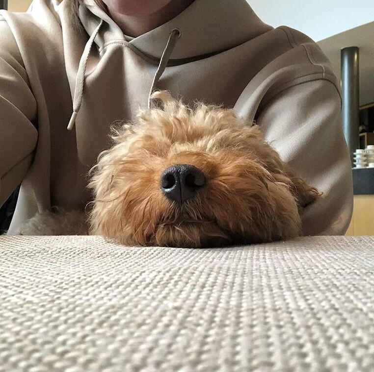 Boston thepoo dog tracking tag 3