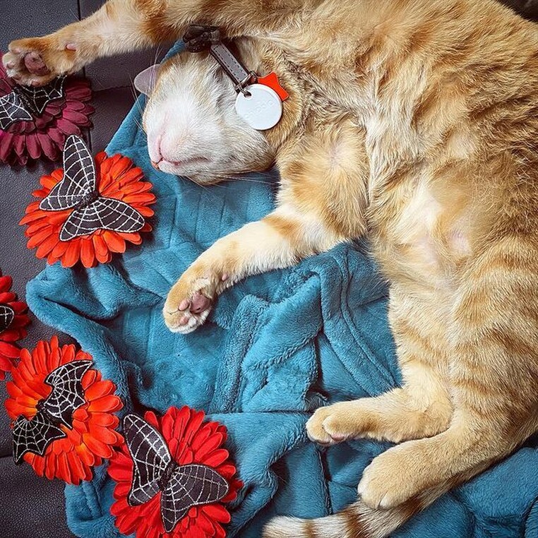 Kitty paws co pet tracking tag insta 3