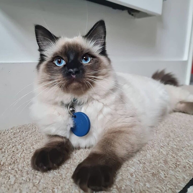 Morebymorello pet tracking tag Chipolo insta 2