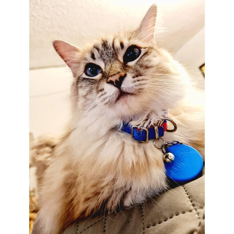 Ferfers27 pet tracking tag insta 5