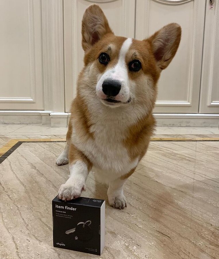 Sheldon corgii pet tracking tag insta 4