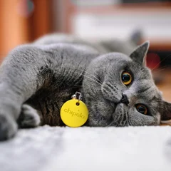 Simba The Cat Chipolo pet tracker featured