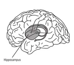 Hippocampus