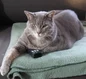 Cat with tv remote control