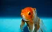 Memory like a goldfish epicioci