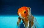 Memory like a goldfish epicioci